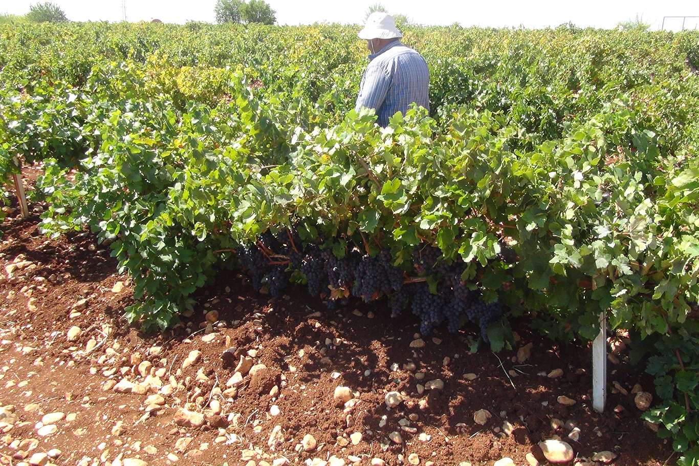 Üzümün pekmez ve pestil olma yolculuğu başladı